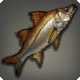 Fetter Snook