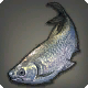 Silberner Characin