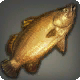 Gold-Barramundi