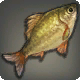 Goldener Glanzfisch