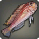 Rasa-Fisch