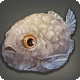 Glatter Lumpfisch