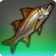 Jumbo-Snook