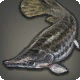 Kalligrafenfisch