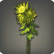 Gelbe Chrysanthemen