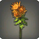 Orangene Chrysanthemen
