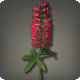 Rote Lupinen