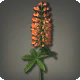 Orange Lupinen