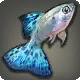 Schatz-Guppy