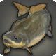 Toari-Sauger
