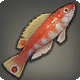 Iris-Lippfisch