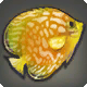 Goldener Diskusfisch