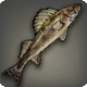 Sauger