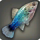 Blaupfeffer-Platy