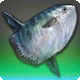 Mondfisch