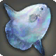 Opal-Mondfisch