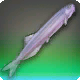 Flusslanger Candiru