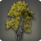 Ostend-Baum