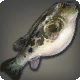 Kugelfisch
