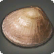 Quahog