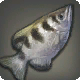 Bogensch&uuml;tzenfisch