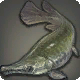 Alligatorhecht