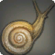 Allagan-Schnecke