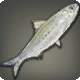 Schemenfisch