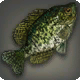 Abenteuerlustiger Croppie