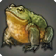 Dickblattfrosch