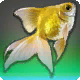 Kaisergoldfisch