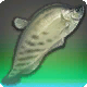 Zenit-Wootz-Messerfisch